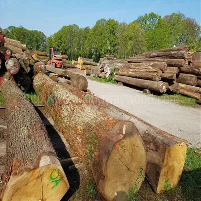 Odležana hrastova trupca